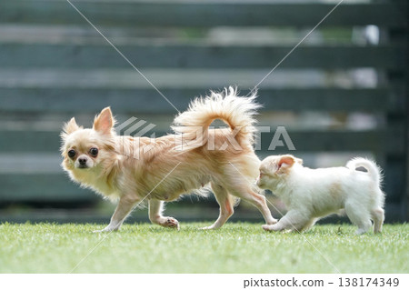 A mother Chihuahua and her puppies playing in a dog park. A mother Chihuahua and her puppies playing in a dog park. 138174349