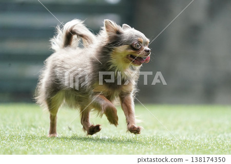 A mother Chihuahua and her puppies playing in a dog park. 138174350