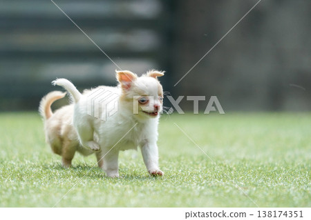 一隻吉娃娃媽媽和她的小狗們在狗公園玩耍。 138174351