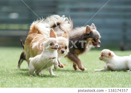 A mother Chihuahua and her puppies playing in a dog park. A mother Chihuahua and her puppies playing in a dog park. 138174357
