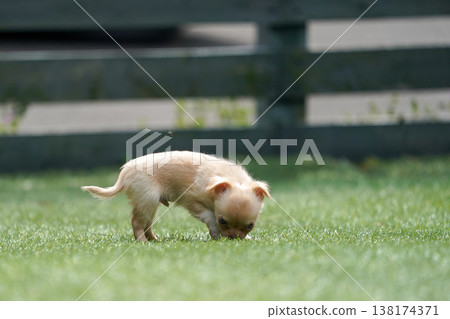 一隻吉娃娃媽媽和她的小狗們在狗公園玩耍。 138174371