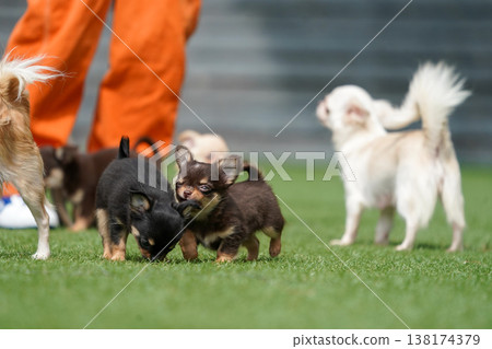 A mother Chihuahua and her puppies playing in a dog park. A mother Chihuahua and her puppies playing in a dog park. 138174379
