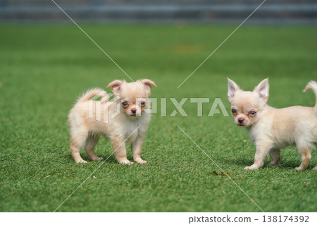 一隻吉娃娃媽媽和她的小狗們在狗公園玩耍。 138174392