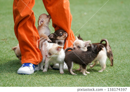 一隻吉娃娃媽媽和她的小狗們在狗公園玩耍。 138174397