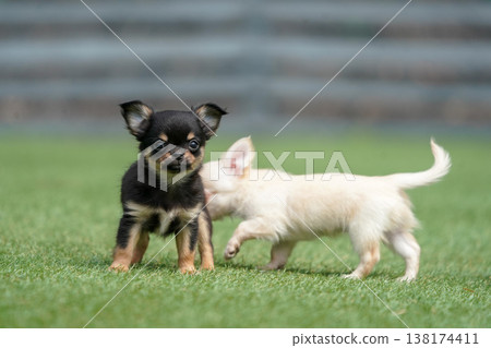 一隻吉娃娃媽媽和她的小狗們在狗公園玩耍。 138174411