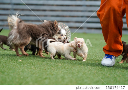 A mother Chihuahua and her puppies playing in a dog park. A mother Chihuahua and her puppies playing in a dog park. 138174417