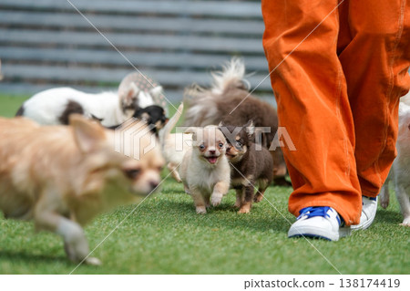 A mother Chihuahua and her puppies playing in a dog park. A mother Chihuahua and her puppies playing in a dog park. 138174419