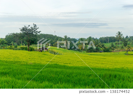 Beautiful morning view in Indonesia, panoramic landscape of rice fields with mountain ranges and clear sky Beautiful morning view in Indonesia, panoramic landscape of rice fields with mountain ranges and clear sky 138174452