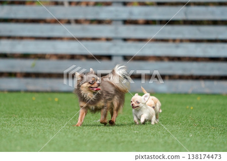 一隻吉娃娃媽媽和她的小狗們在狗公園玩耍。 138174473