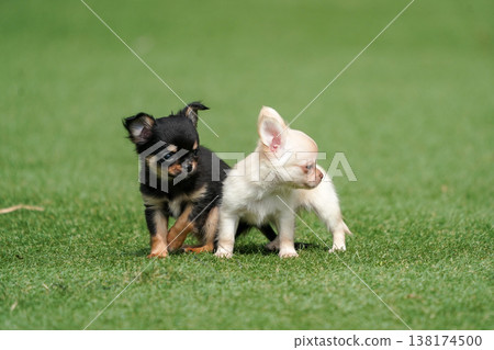 A mother Chihuahua and her puppies playing in a dog park. A mother Chihuahua and her puppies playing in a dog park. 138174500