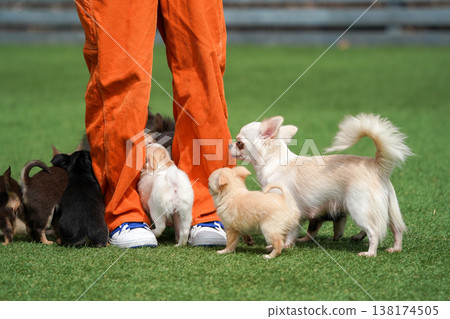 A mother Chihuahua and her puppies playing in a dog park. 138174505
