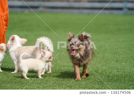 A mother Chihuahua and her puppies playing in a dog park. A mother Chihuahua and her puppies playing in a dog park. 138174506