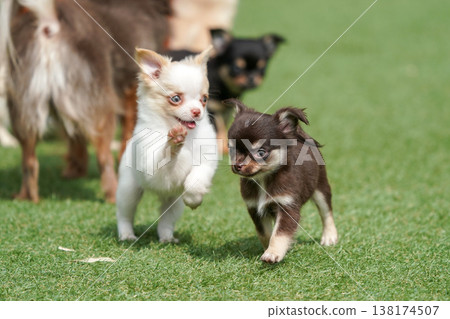 A mother Chihuahua and her puppies playing in a dog park. A mother Chihuahua and her puppies playing in a dog park. 138174507