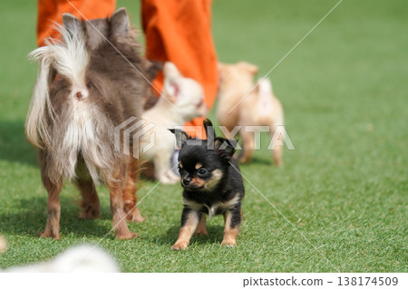 一隻吉娃娃媽媽和她的小狗們在狗公園玩耍。 138174509
