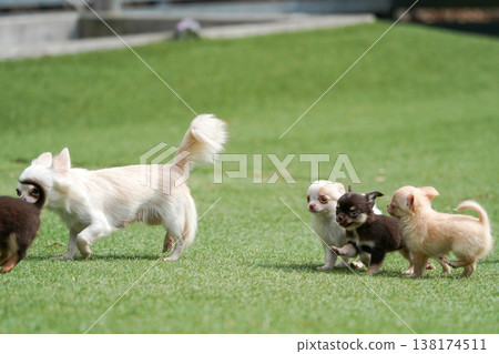 一隻吉娃娃媽媽和她的小狗們在狗公園玩耍。 138174511