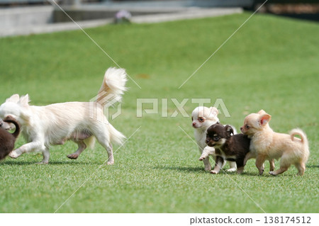一隻吉娃娃媽媽和她的小狗們在狗公園玩耍。 138174512