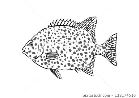 一幅野外指南風格的插圖，描繪了日本海鱸（石垣魚），一種海洋魚類，一種生活在岩岸的魚類，向量圖，毛筆線條藝術，教育材料。 138174516