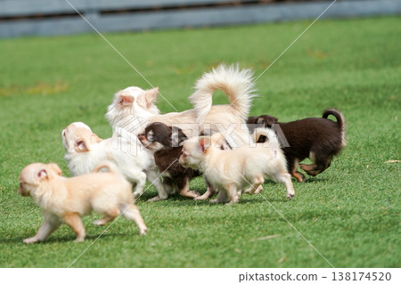 A mother Chihuahua and her puppies playing in a dog park. A mother Chihuahua and her puppies playing in a dog park. 138174520