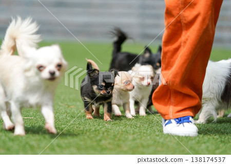 一隻吉娃娃媽媽和她的小狗們在狗公園玩耍。 138174537