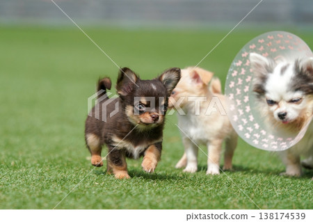 A mother Chihuahua and her puppies playing in a dog park. A mother Chihuahua and her puppies playing in a dog park. 138174539