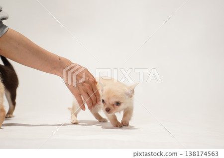 可愛的吉娃娃幼犬影樓寫真。 可愛的吉娃娃幼犬影樓寫真。 138174563