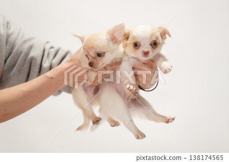 可愛的吉娃娃幼犬影樓寫真。 可愛的吉娃娃幼犬影樓寫真。 138174565