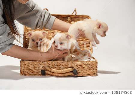 Cute studio portraits of Chihuahua puppies. Cute studio portraits of Chihuahua puppies. 138174568
