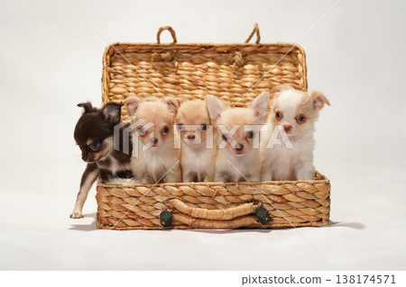 可愛的吉娃娃幼犬影樓寫真。 可愛的吉娃娃幼犬影樓寫真。 138174571