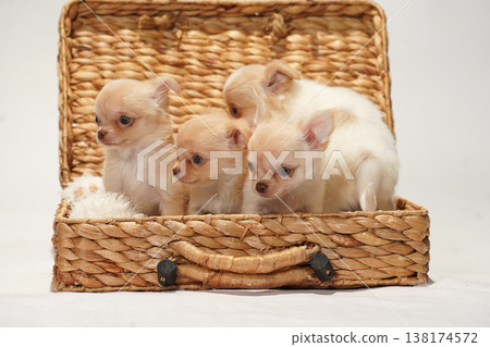 可愛的吉娃娃幼犬影樓寫真。 可愛的吉娃娃幼犬影樓寫真。 138174572