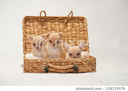 可愛的吉娃娃幼犬影樓寫真。 可愛的吉娃娃幼犬影樓寫真。 138174576