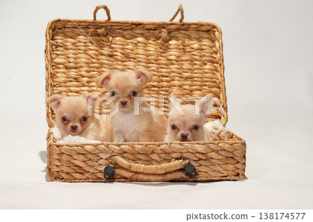 Cute studio portraits of Chihuahua puppies. 138174577