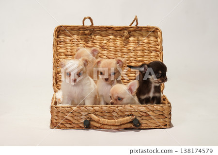 可愛的吉娃娃幼犬影樓寫真。 可愛的吉娃娃幼犬影樓寫真。 138174579