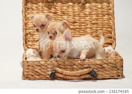 Cute studio portraits of Chihuahua puppies. 138174585