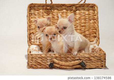 可愛的吉娃娃幼犬影樓寫真。 可愛的吉娃娃幼犬影樓寫真。 138174586
