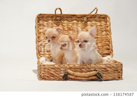 可愛的吉娃娃幼犬影樓寫真。 可愛的吉娃娃幼犬影樓寫真。 138174587
