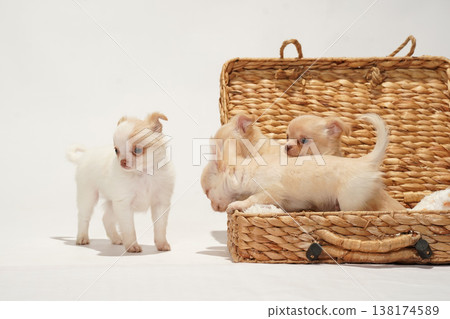 可愛的吉娃娃幼犬影樓寫真。 可愛的吉娃娃幼犬影樓寫真。 138174589