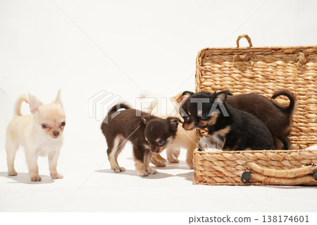 Cute studio portraits of Chihuahua puppies. 138174601