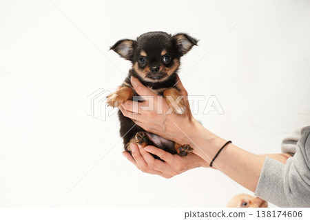 可愛的吉娃娃幼犬影樓寫真。 可愛的吉娃娃幼犬影樓寫真。 138174606