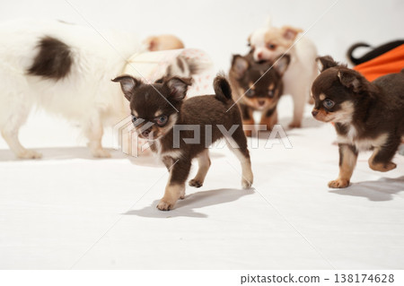 可愛的吉娃娃幼犬影樓寫真。 可愛的吉娃娃幼犬影樓寫真。 138174628