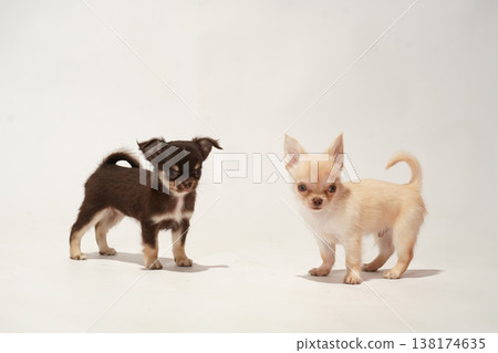 Cute studio portraits of Chihuahua puppies. 138174635