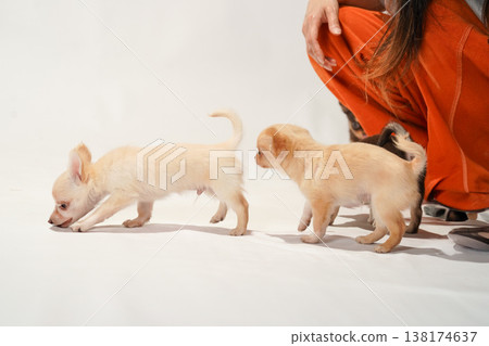 可愛的吉娃娃幼犬影樓寫真。 可愛的吉娃娃幼犬影樓寫真。 138174637