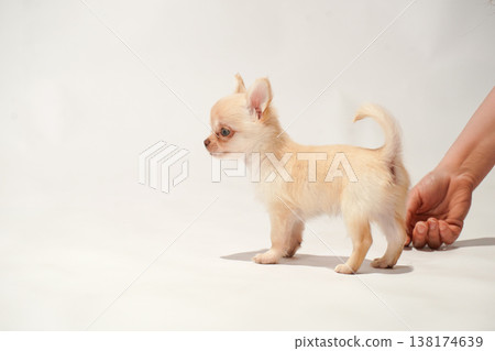 Cute studio portraits of Chihuahua puppies. 138174639