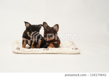 可愛的吉娃娃幼犬影樓寫真。 可愛的吉娃娃幼犬影樓寫真。 138174642