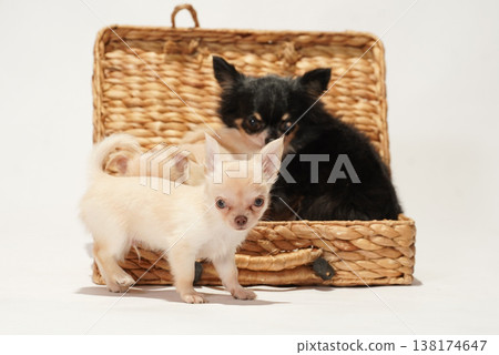可愛的吉娃娃幼犬影樓寫真。 可愛的吉娃娃幼犬影樓寫真。 138174647