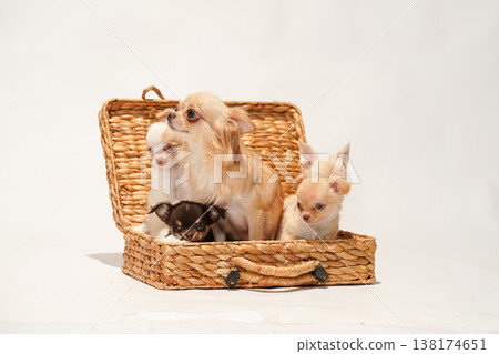 可愛的吉娃娃幼犬影樓寫真。 可愛的吉娃娃幼犬影樓寫真。 138174651