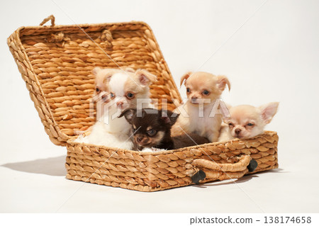 可愛的吉娃娃幼犬影樓寫真。 138174658