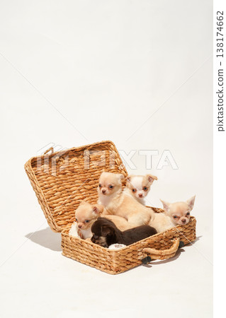 可愛的吉娃娃幼犬影樓寫真。 可愛的吉娃娃幼犬影樓寫真。 138174662