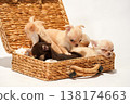 Cute studio portraits of Chihuahua puppies. 138174663