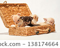 Cute studio portraits of Chihuahua puppies. 138174664