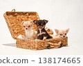 Cute studio portraits of Chihuahua puppies. 138174665